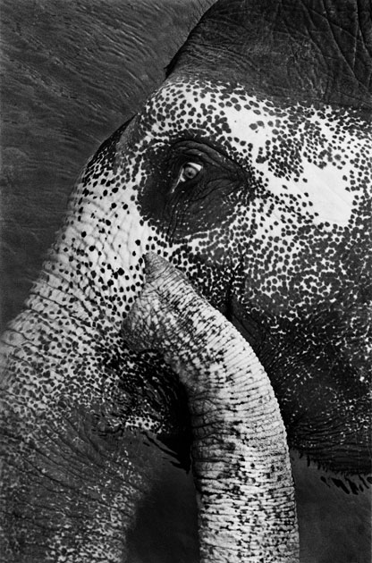 07_elephant.portrait.blackandwhite,india.jpg